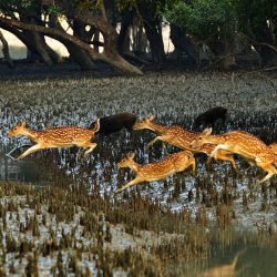 Khulna Sundarban
